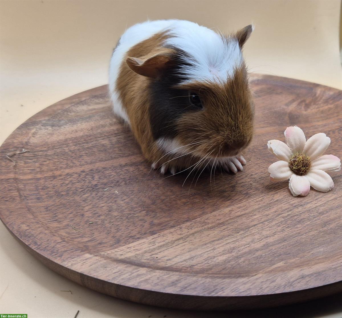 Bild 2: Süsses Crested Meerschweinchen Girl aus Zucht