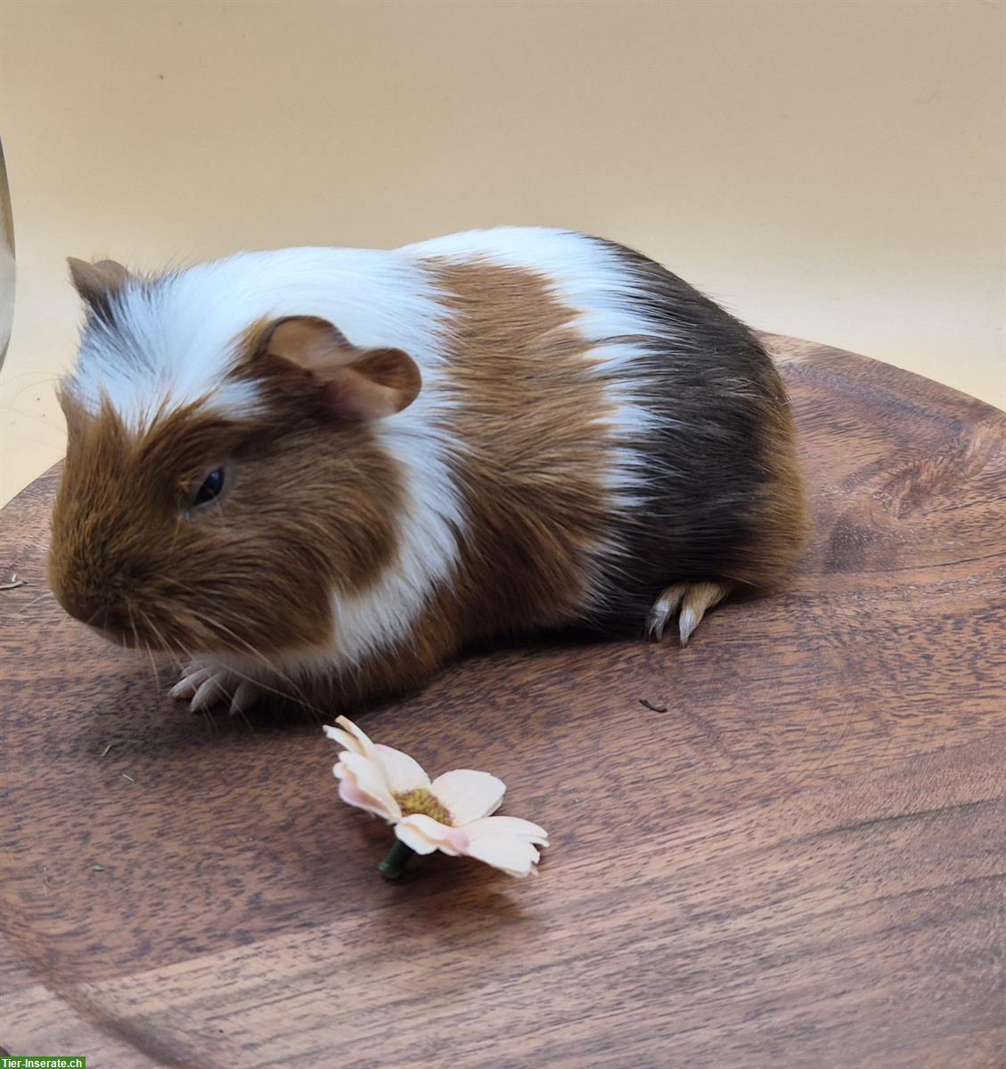 Bild 3: Süsses Crested Meerschweinchen Girl aus Zucht