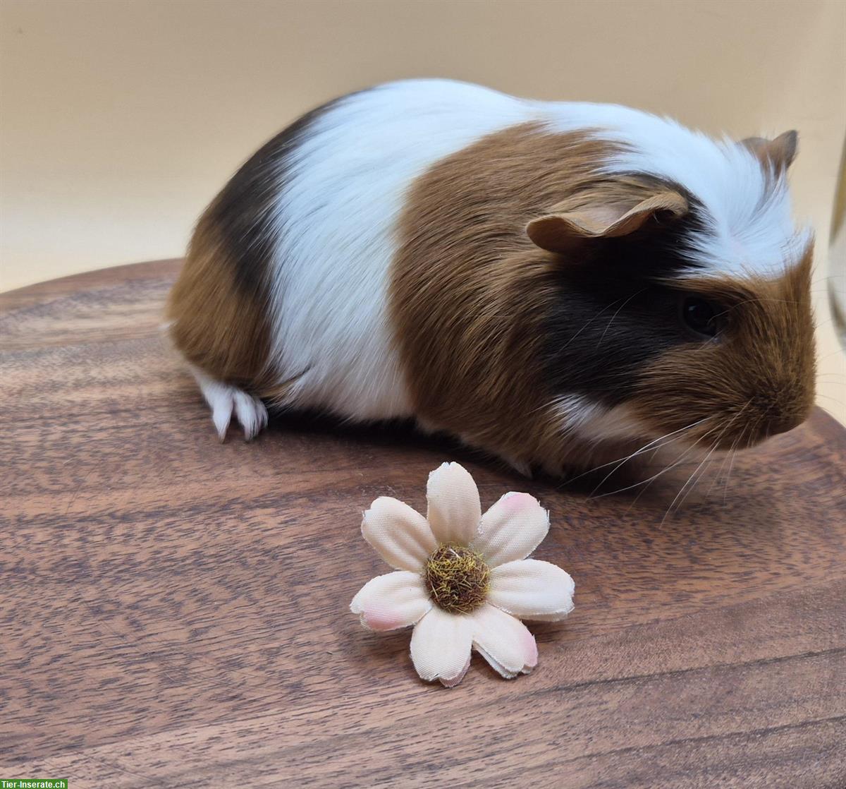 Bild 4: Süsses Crested Meerschweinchen Girl aus Zucht