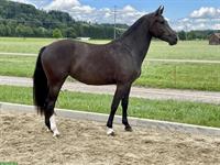 Reitbeteiligung auf Freiberger-Jungstute in Berschis SG