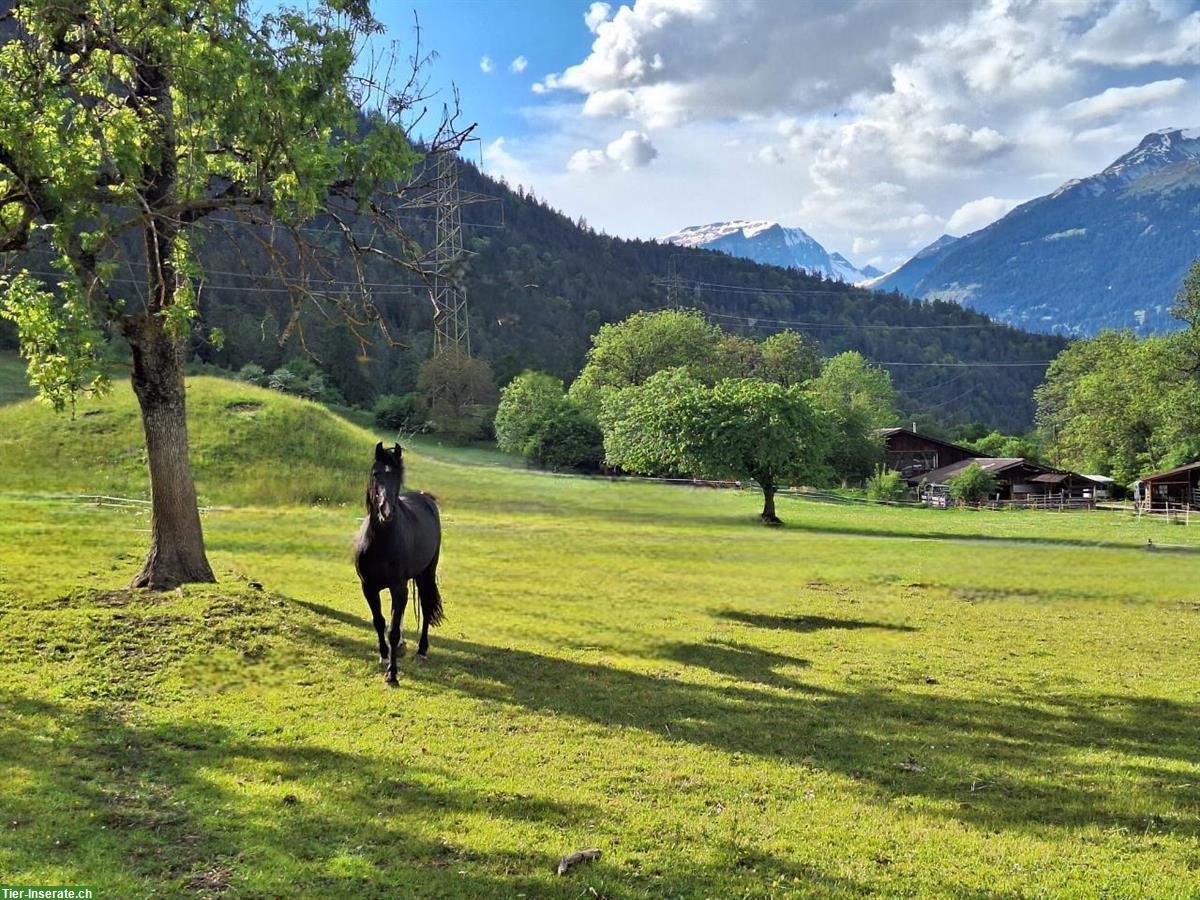 Bild 2: Reitbeteiligung auf Freiberger-Jungstute in Berschis SG