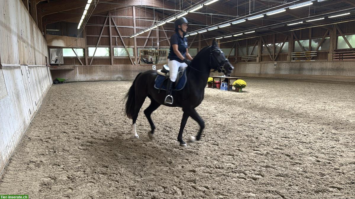 Bild 3: Reitbeteiligung auf Freiberger-Jungstute in Berschis SG