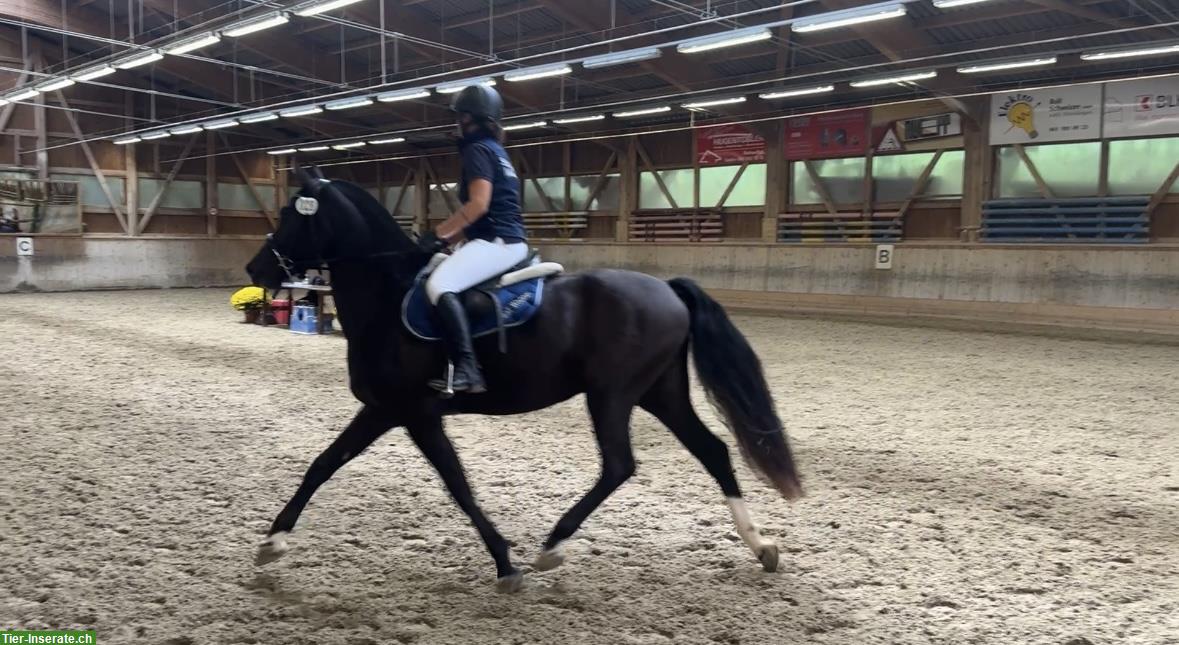 Bild 4: Reitbeteiligung auf Freiberger-Jungstute in Berschis SG