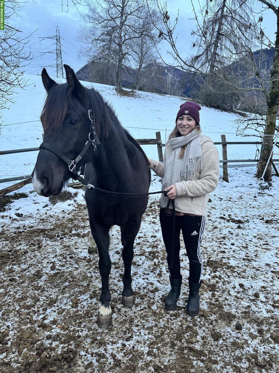 Bild 5: Reitbeteiligung auf Freiberger-Jungstute in Berschis SG