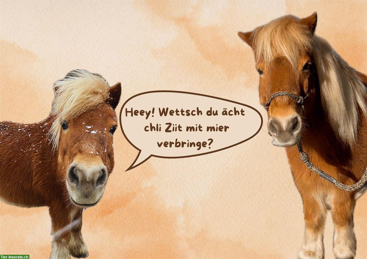 Shetty-Wallach als Pflegepony in Flüeli-Ranft OW