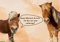 Shetty-Wallach als Pflegepony in Flüeli-Ranft OW