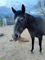 Pflege-/Reitbeteiligung für Juli-September (oder unbefristet), Balgach