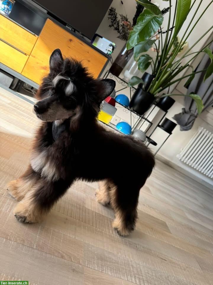 Chinese Crested Dog Powderpuff, Rüde, ½-jährig