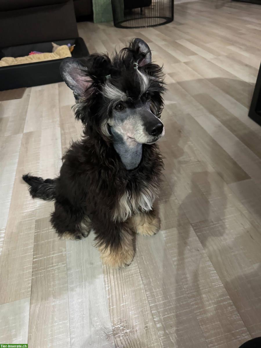 Bild 2: Chinese Crested Dog Powderpuff, Rüde, ½-jährig