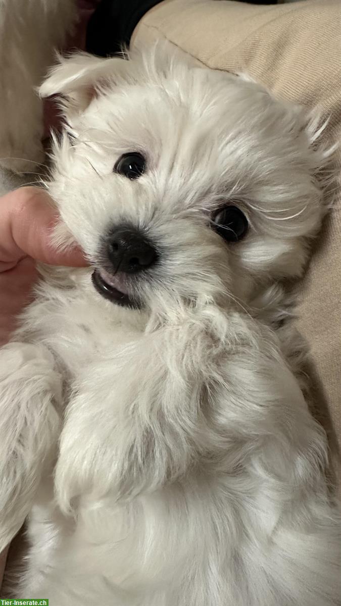 Liebevoll aufgezogene Malteser Welpen abzugeben