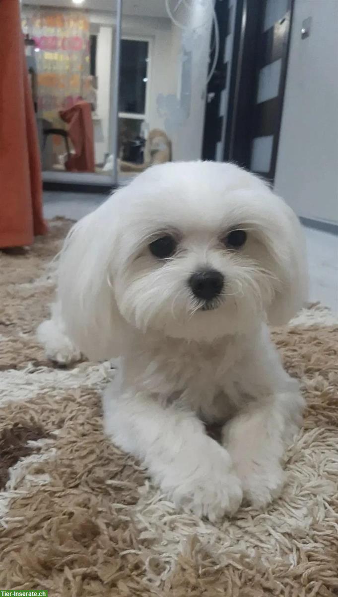 Bild 10: Liebevoll aufgezogene Malteser Welpen abzugeben