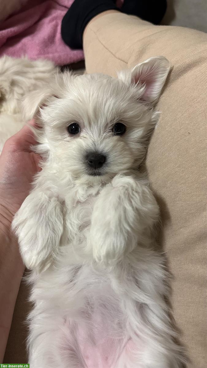 Bild 2: Liebevoll aufgezogene Malteser Welpen abzugeben