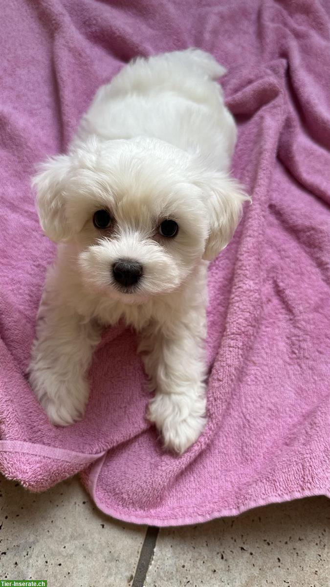 Bild 3: Liebevoll aufgezogene Malteser Welpen abzugeben