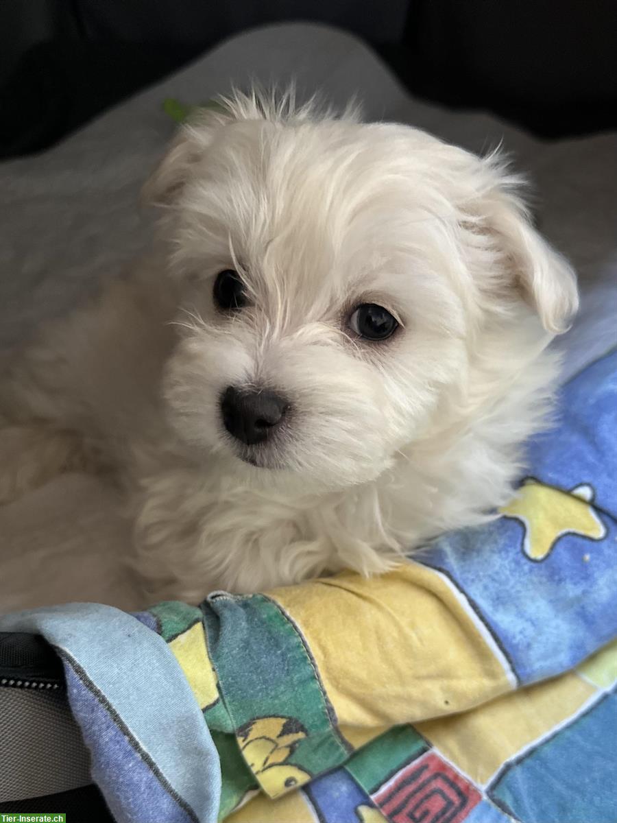 Bild 4: Liebevoll aufgezogene Malteser Welpen abzugeben