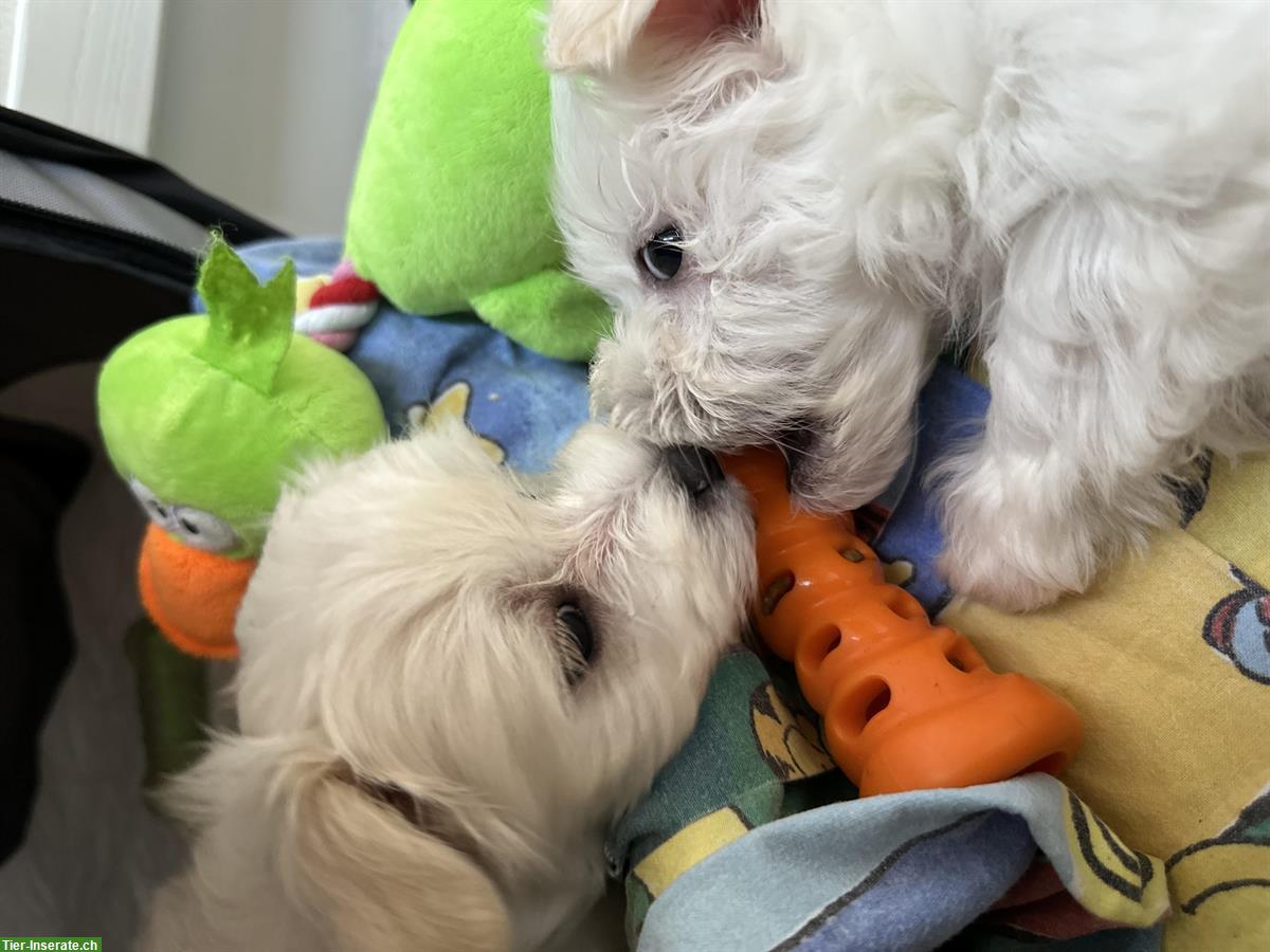 Bild 5: Liebevoll aufgezogene Malteser Welpen abzugeben