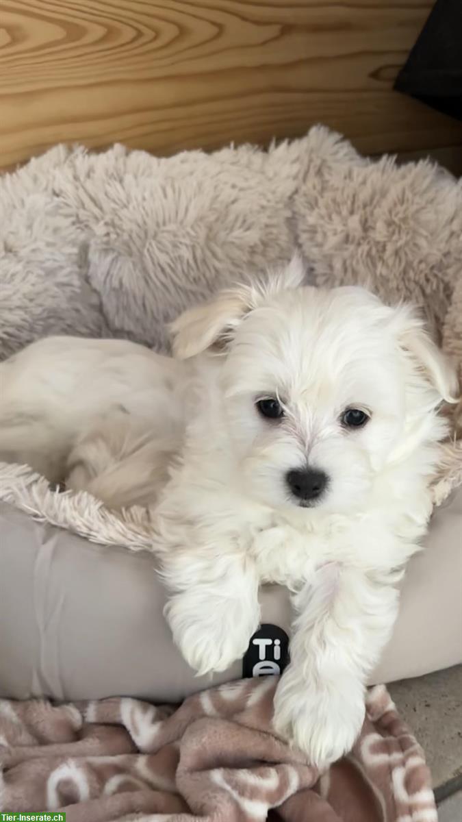 Bild 6: Liebevoll aufgezogene Malteser Welpen abzugeben