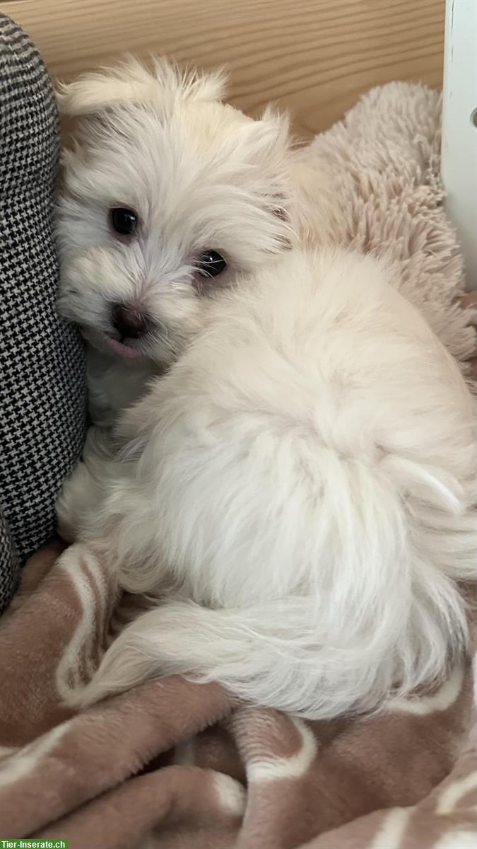 Bild 7: Liebevoll aufgezogene Malteser Welpen abzugeben
