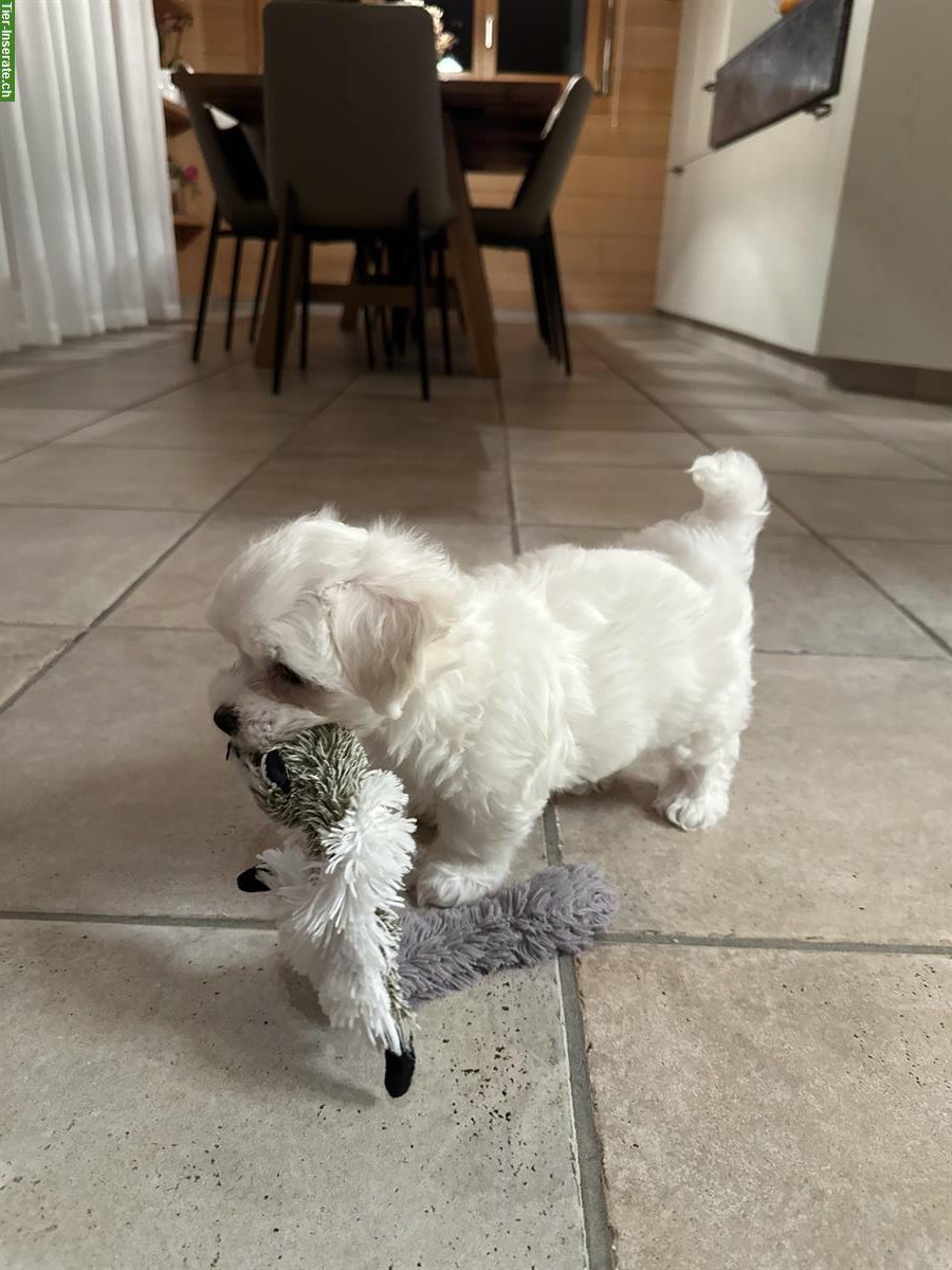 Bild 8: Liebevoll aufgezogene Malteser Welpen abzugeben