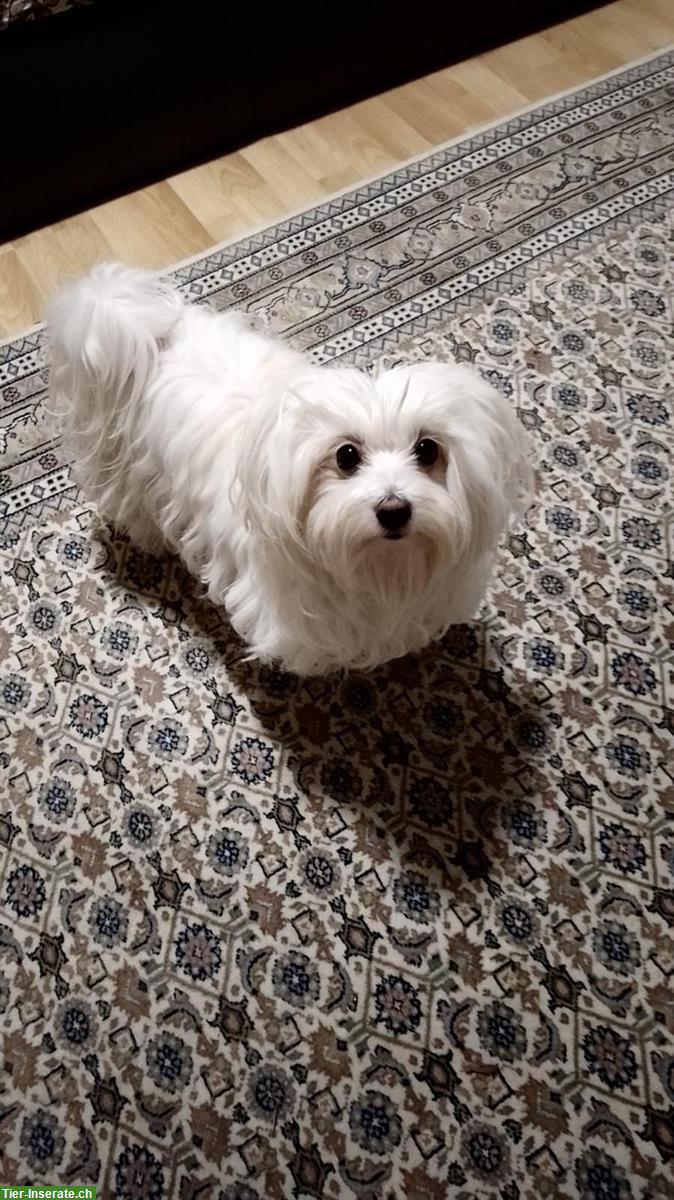 Bild 9: Liebevoll aufgezogene Malteser Welpen abzugeben