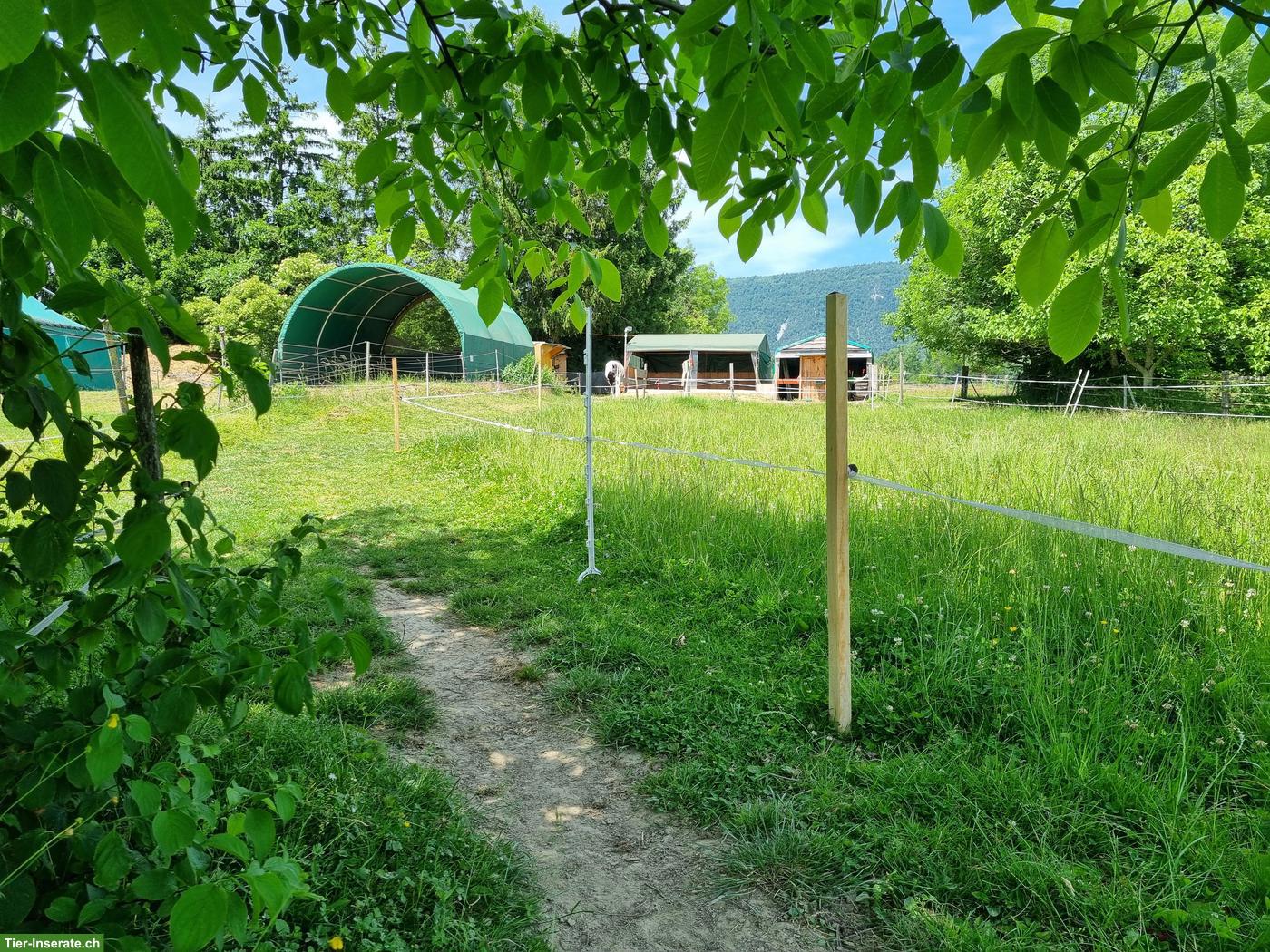 Bild 2: 1 Offenstallplatz in Bellach SO zu vergeben