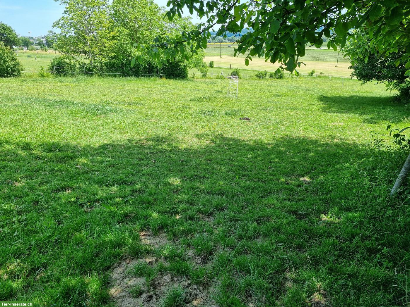 Bild 4: 1 Offenstallplatz in Bellach SO zu vergeben