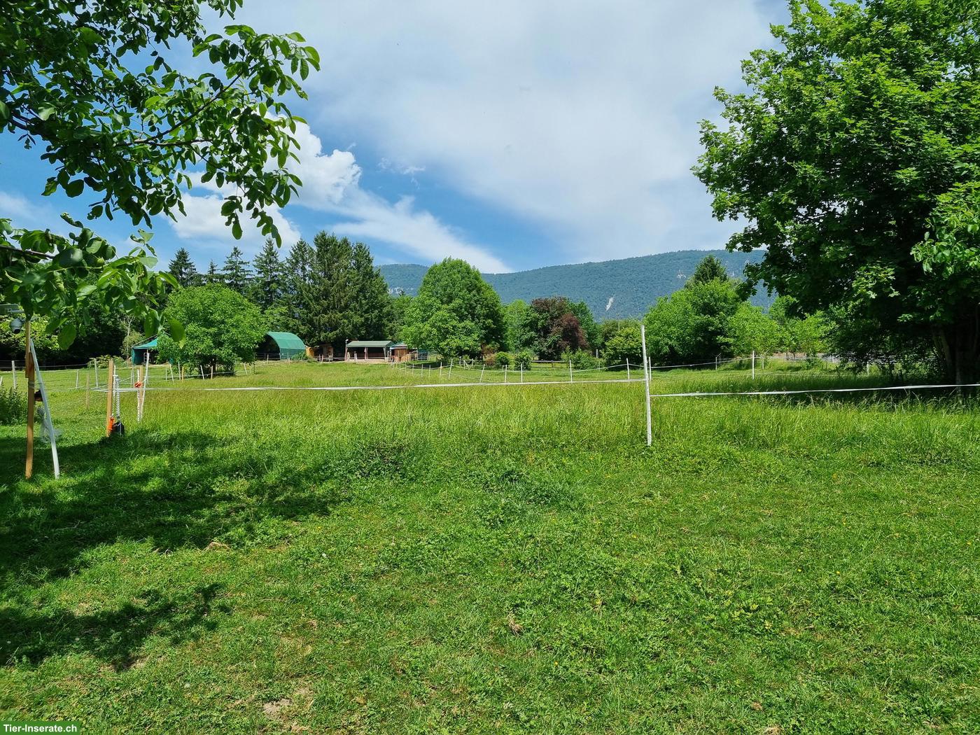 Bild 5: 1 Offenstallplatz in Bellach SO zu vergeben