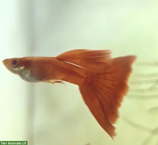 Bild 2: Guppys Full Red Albino - Showqualität!