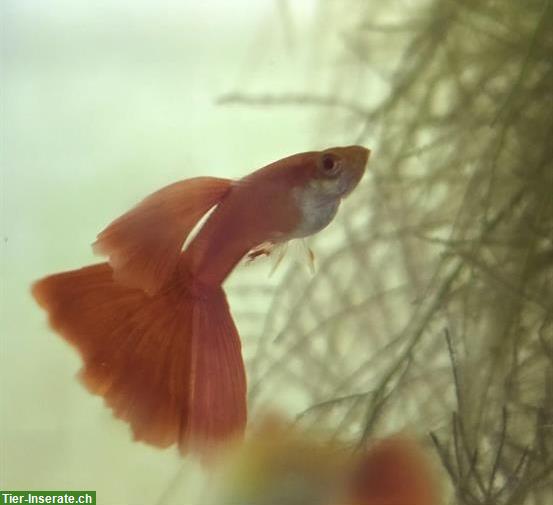 Bild 3: Guppys Full Red Albino - Showqualität!