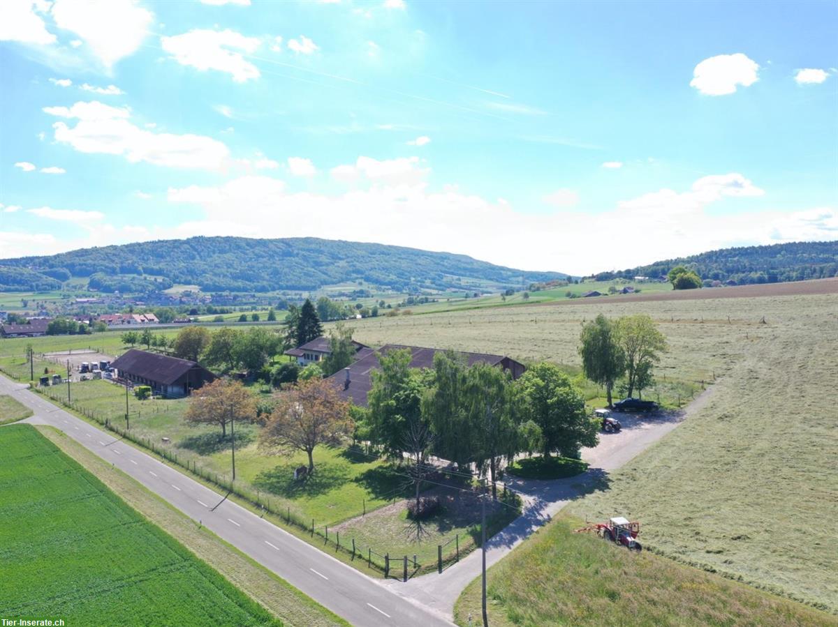 Job als Stallmitarbeiter/in auf Pferdehof, 60-70%