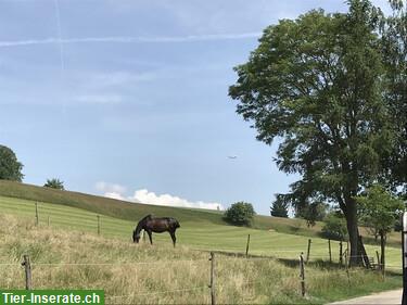 Bild 3: Job als Stallmitarbeiter/in auf Pferdehof, 60-70%