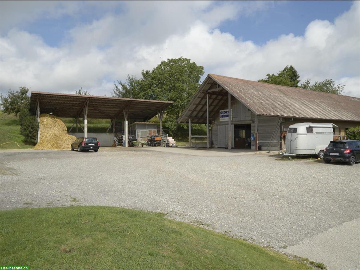 Freie Pferdebox mit Auslauf in Neerach ZH