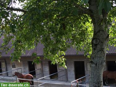 Bild 3: Freie Pferdebox mit Auslauf in Neerach ZH