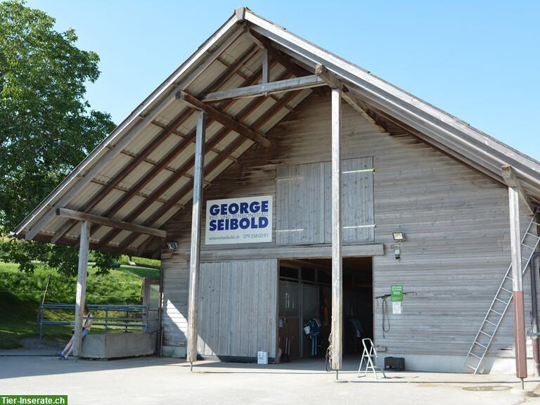 Bild 4: Freie Pferdebox mit Auslauf in Neerach ZH