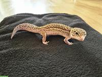 2 Leopardengecko Weibchen, handzahm