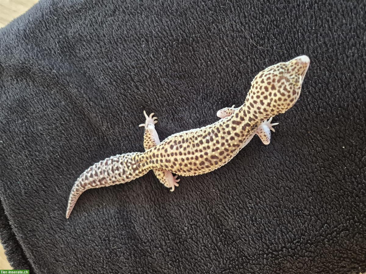 Bild 2: 2 Leopardengecko Weibchen, handzahm