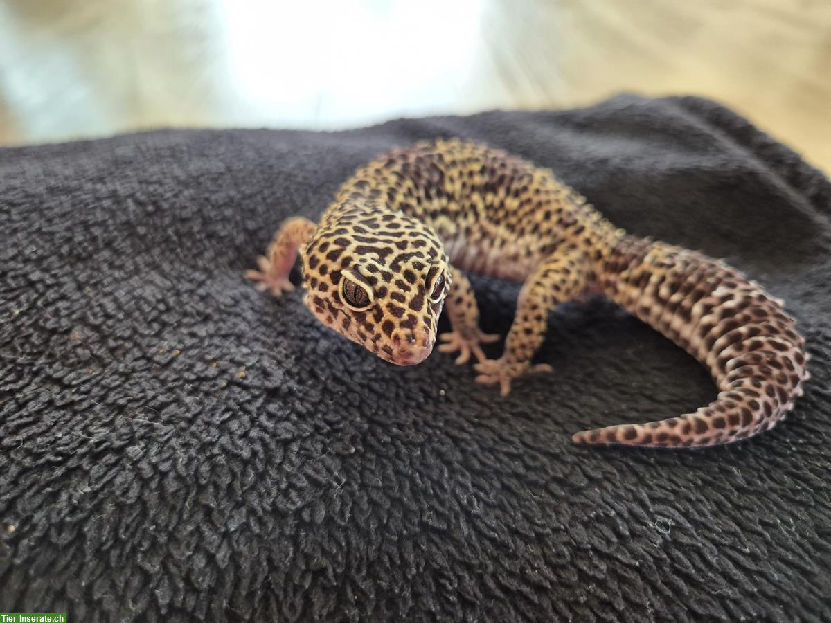 Bild 3: 2 Leopardengecko Weibchen, handzahm