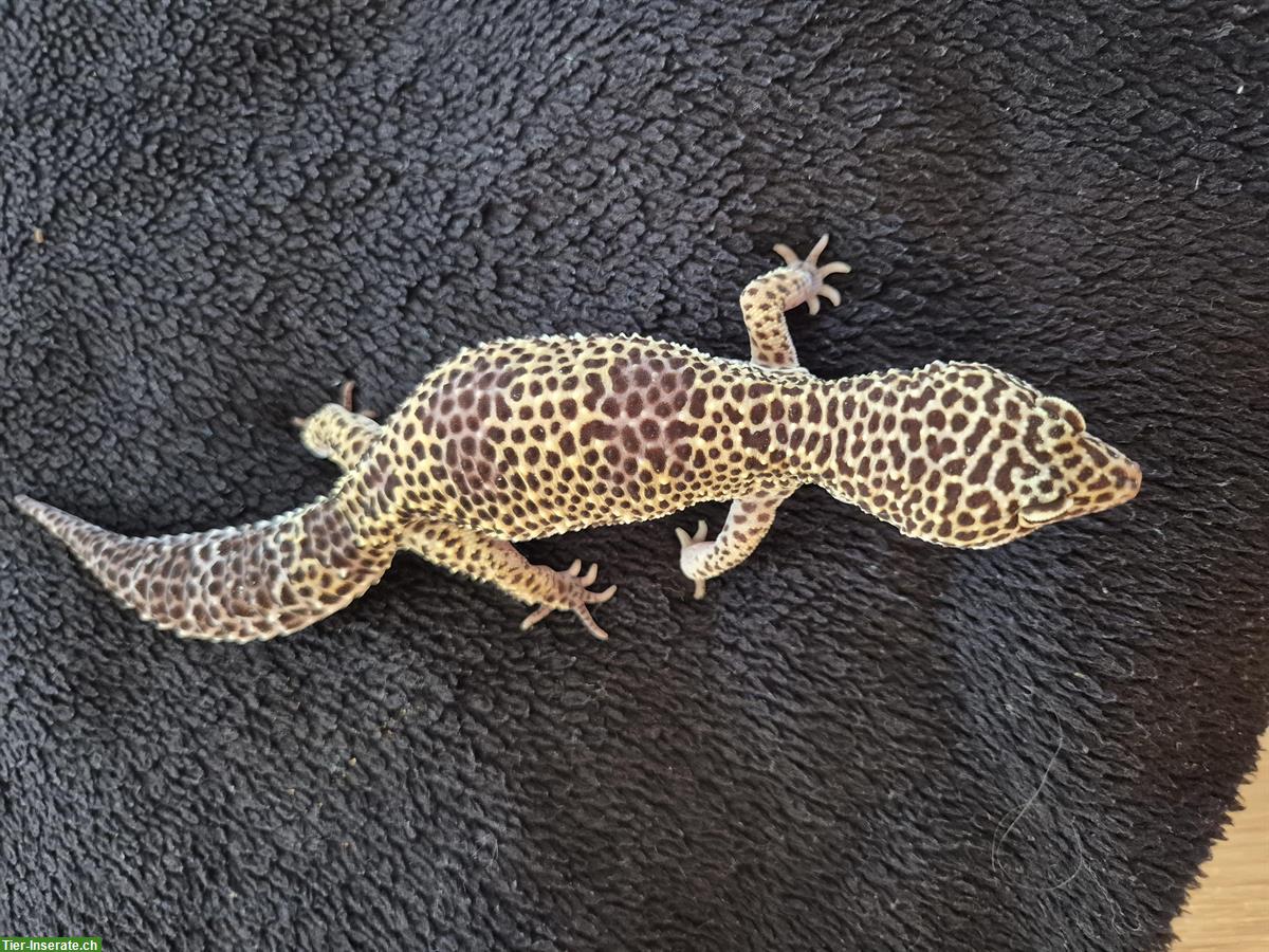 Bild 4: 2 Leopardengecko Weibchen, handzahm