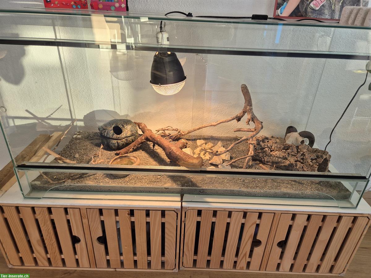 Bild 5: 2 Leopardengecko Weibchen, handzahm