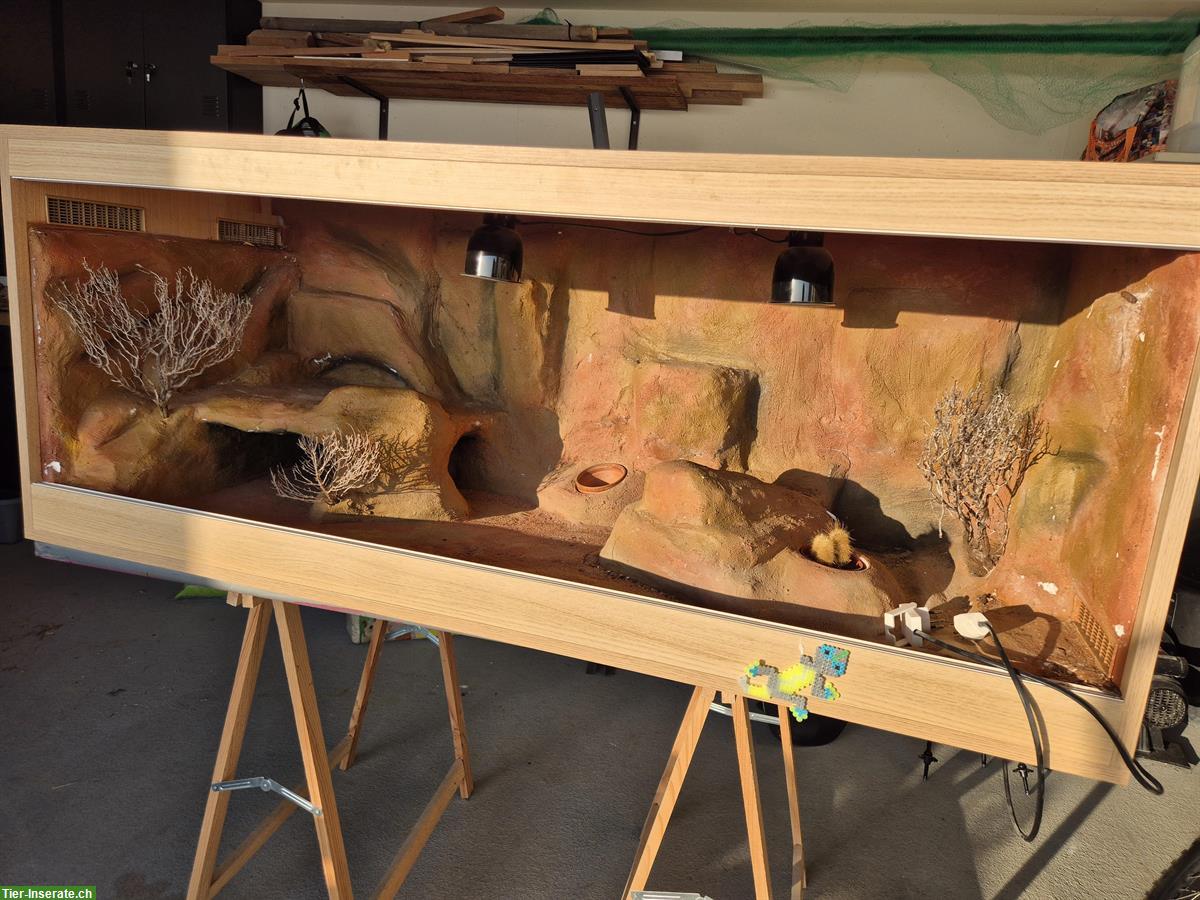 Bild 6: 2 Leopardengecko Weibchen, handzahm