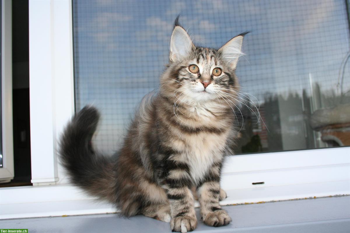 Junge Norwegische Waldkatze mit FFH-Stammbaum