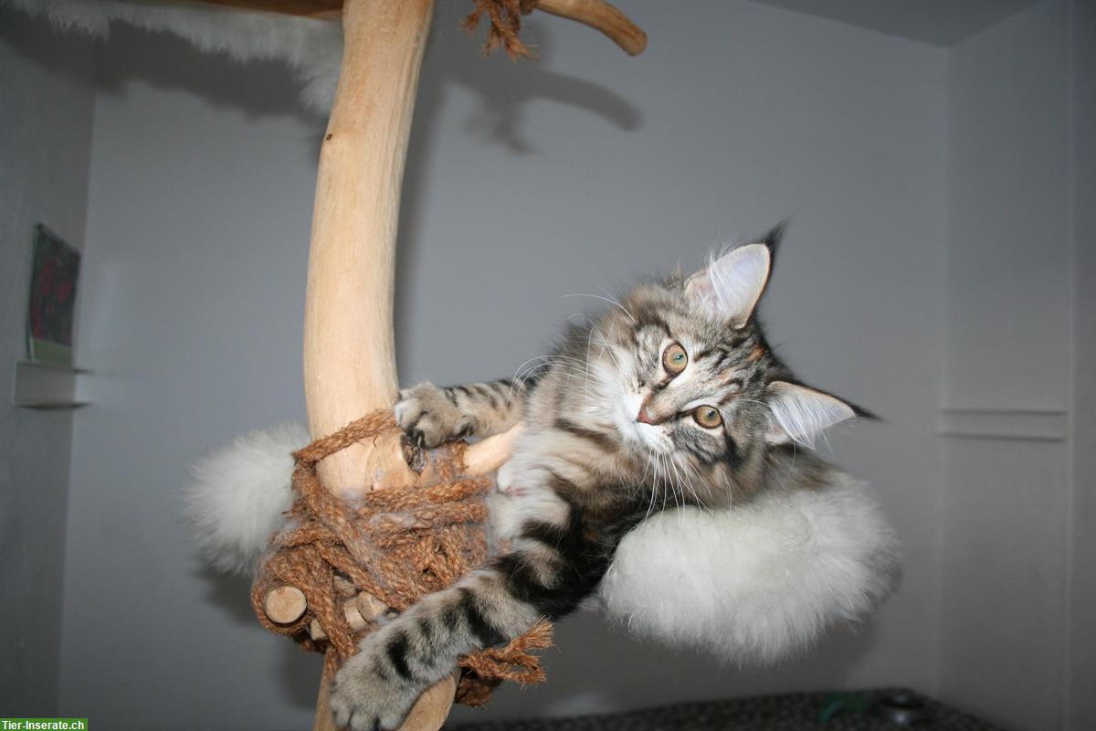 Bild 2: Junge Norwegische Waldkatze mit FFH-Stammbaum