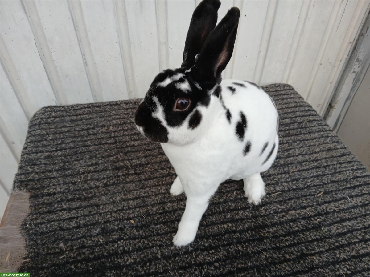 Kleinrex-Kaninchen Rammler zu verkaufen
