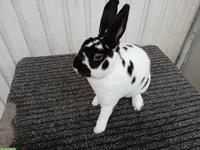 Kleinrex-Kaninchen Rammler zu verkaufen