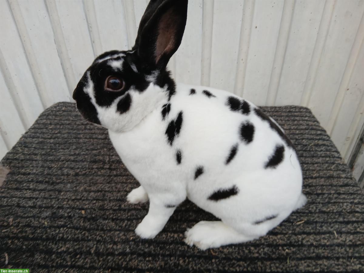 Bild 4: Kleinrex-Kaninchen Rammler zu verkaufen