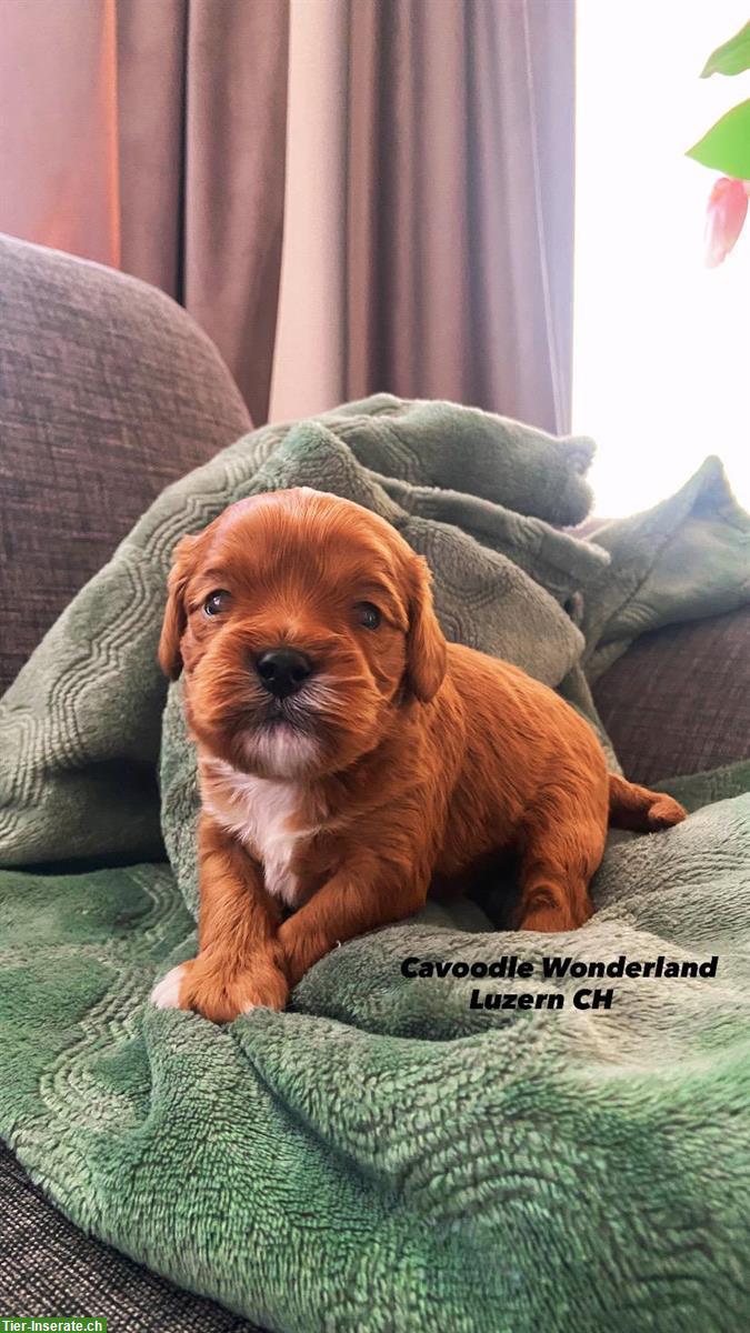 Cavapoo F1 Welpen | Wurfankündigung