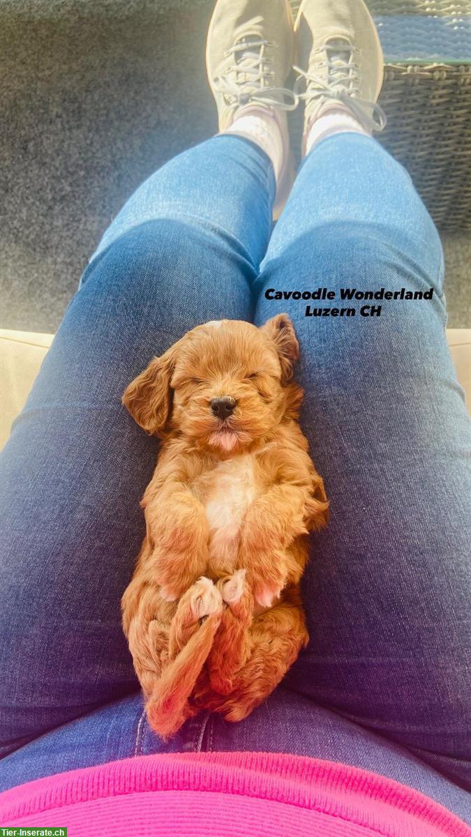 Bild 2: Cavapoo F1 Welpen | Wurfankündigung