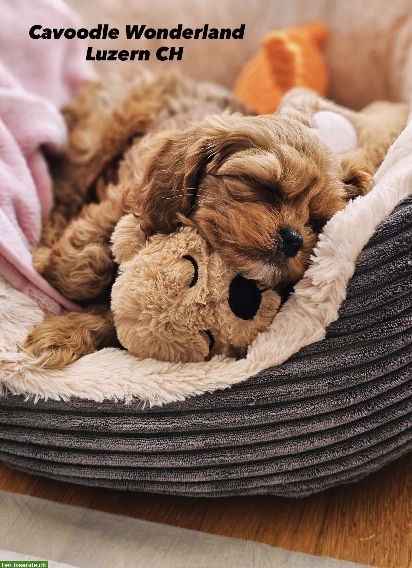 Bild 3: Cavapoo F1 Welpen | Wurfankündigung