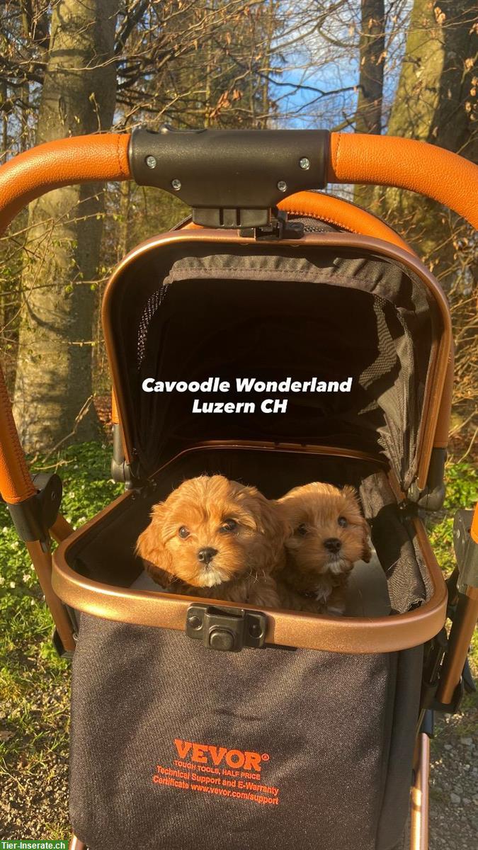 Bild 4: Cavapoo F1 Welpen | Wurfankündigung
