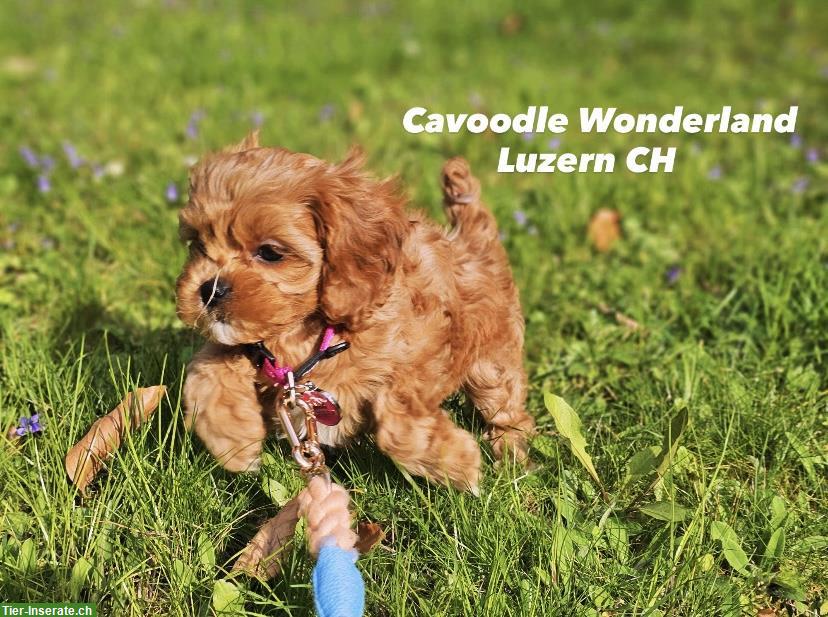 Bild 5: Cavapoo F1 Welpen | Wurfankündigung