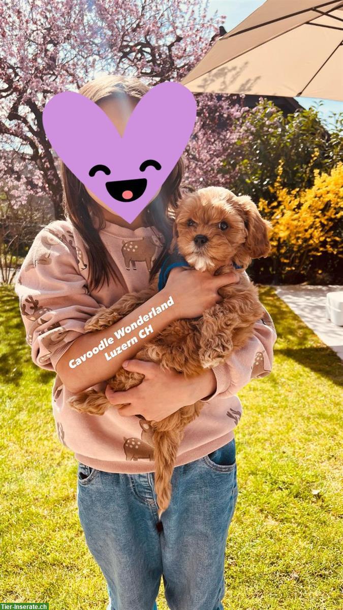 Bild 6: Cavapoo F1 Welpen | Wurfankündigung